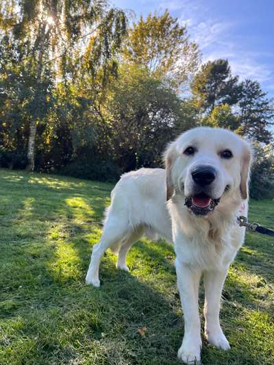 Hundetreffen-Spielfreund gesucht.-Bild