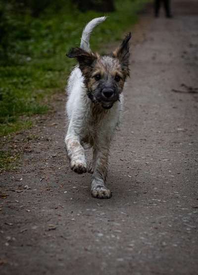 Hundetreffen-Welpentreffen-Bild