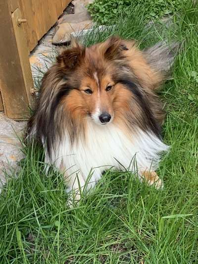 Shelties-Beitrag-Bild