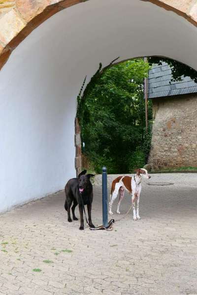 Windhunde - Treffen der besonderen Schönheiten
HERZLICH WILLKOMMEN-Beitrag-Bild
