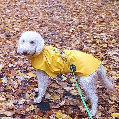 Hundetreffen-play date-Bild