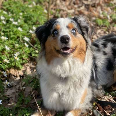 Hundetreffen-Entspannte Hunderunde/ Spielrunde Umgebung Grimma-Bild