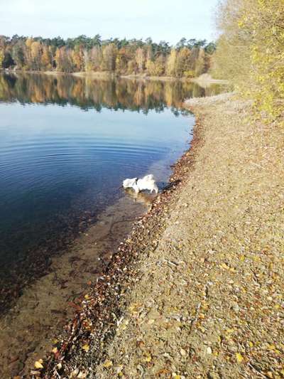 Dogorama-Monats-Challenge-Mai "Wasser"-Beitrag-Bild