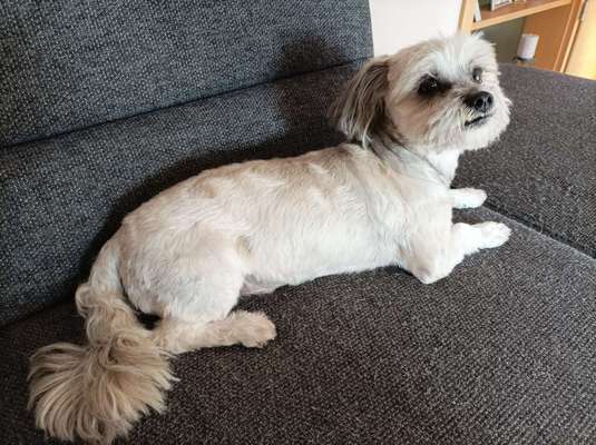 Mischlinge raten - Rätselspaß-Beitrag-Bild