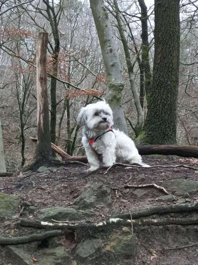 Postet das beste Foto von euren 4 beinern-Beitrag-Bild