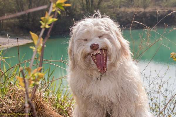 Zeige das lustigste Bild eures Hundis-Beitrag-Bild
