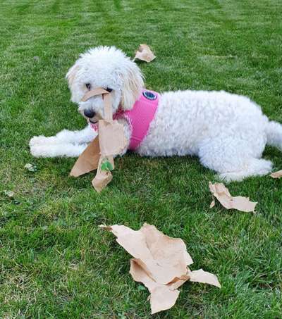 Maltipoo Freunde-Beitrag-Bild