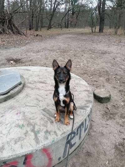 TierschutzhundeStammtisch🐕-Beitrag-Bild