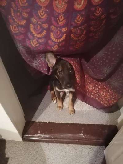 TierschutzhundeStammtisch🐕-Beitrag-Bild