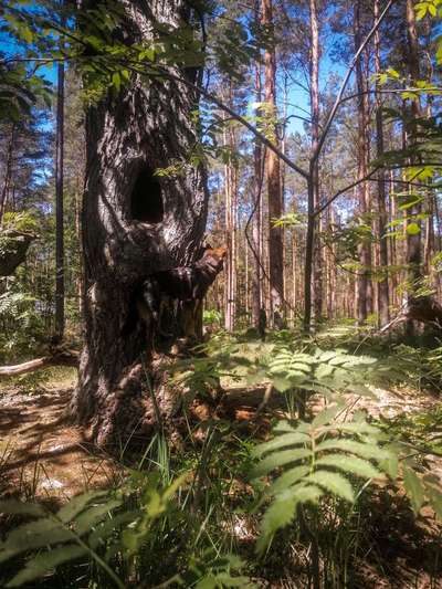 Foto -Challenge  Thema : Dein Hund Im Wald-Beitrag-Bild