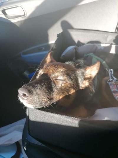 36. Handy Foto Challenge - Sonnenanbeter-Beitrag-Bild