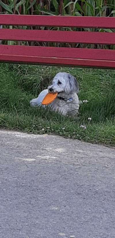 Dogorama Photo Challenge - Lieblingsspielzeug!-Beitrag-Bild