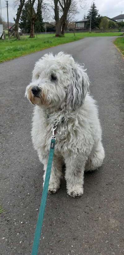 Zeigt her eure Pudel und Pudelmischlinge (:-Beitrag-Bild