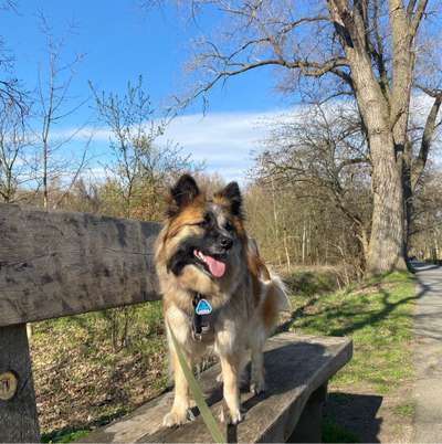 Hundetreffen-Hundetreffen / Playdate gesucht 🐕-Bild