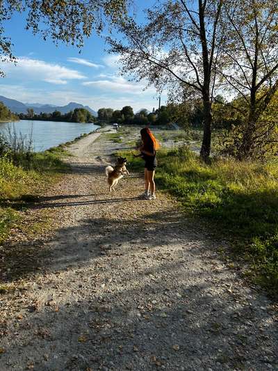 Hundetreffen-Kennenlernen und spielen-Bild