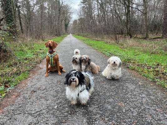 Hundetreffen-Hundespaziergang durch den Hardtwald-Bild