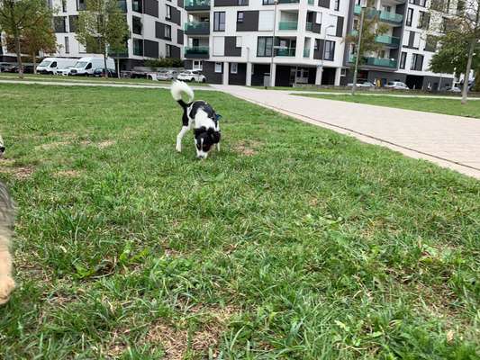 Hundeauslaufgebiet-Citypark-Bild