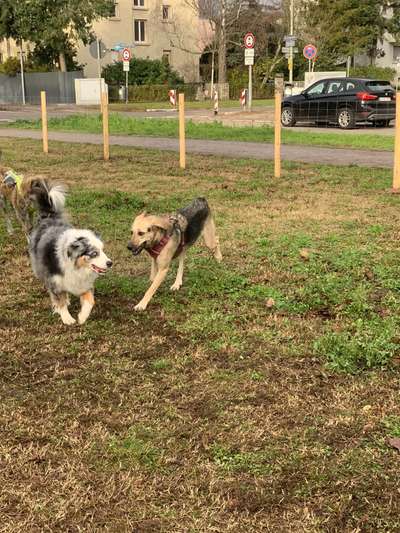 Hundeauslaufflächen in Karlsruhe 
Initiative Hundegarten für 76131 Karlsruhe-Beitrag-Bild