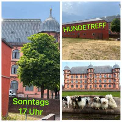 Hundetreffen-Sonntags - HUNDETREFF am Schloss Gottesaue-Bild