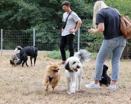 Hundeauslaufflächen in Karlsruhe, Hundegarten für Karlsruhe-Beitrag-Bild