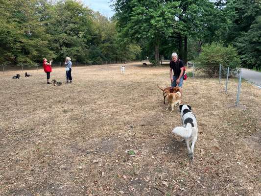 Hundeauslaufflächen in Karlsruhe, Hundegarten für Karlsruhe-Beitrag-Bild