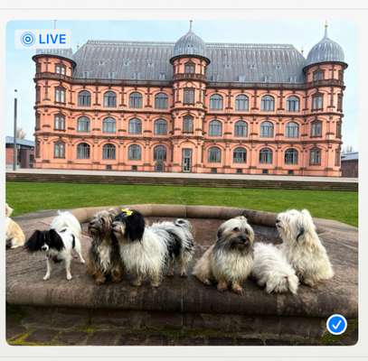 Hundetreffen-Zwangloser Hundetreff am Schloss Gottesaue an der Musikhochschule/ Hundeauslaufläche in Karlsruhe-Bild