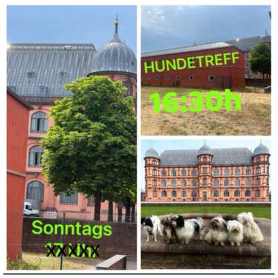 Hundetreffen-Sonntags - HUNDETREFF am Schloss Gottesaue-Bild