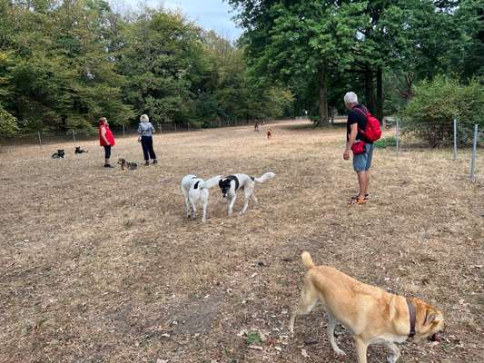 Hundeauslaufflächen in Karlsruhe, Hundegarten für Karlsruhe-Beitrag-Bild