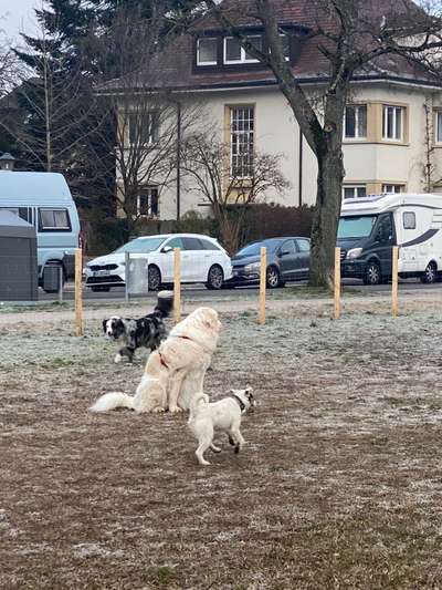 Hundeauslaufflächen in Karlsruhe 
Initiative Hundegarten für 76131 Karlsruhe-Beitrag-Bild