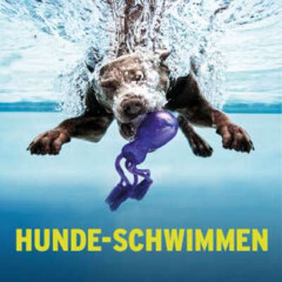 Hundetreffen-Hundeschwimmen-Bild