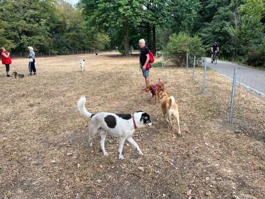 Hundeauslaufflächen in Karlsruhe, Hundegarten für Karlsruhe-Beitrag-Bild