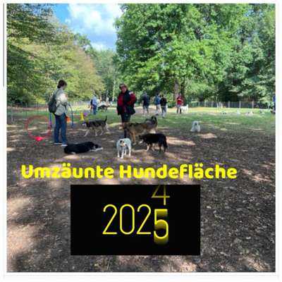 Hundetreffen-Hundetreff 2025 in der umzäunten Hundeauslauffläche in der Günther Klotz Anlage Kühler Krug-Bild