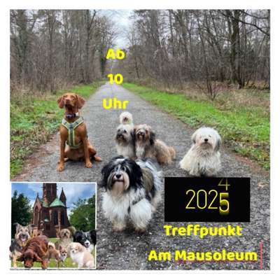 Hundetreffen-Hundespaziergänge 2025 durch den Hardtwald-Bild