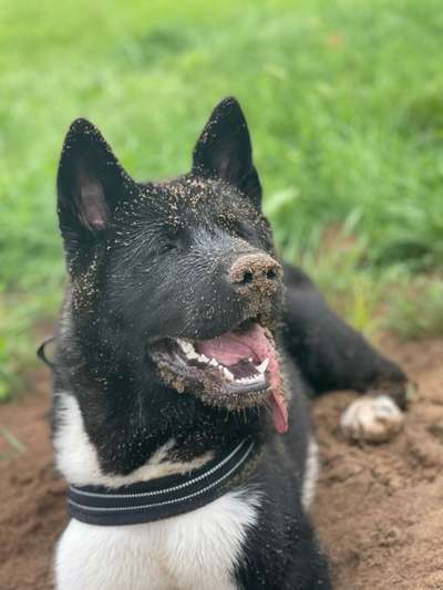 Die Dogorama Kalender Challenge Titelbild-Beitrag-Bild