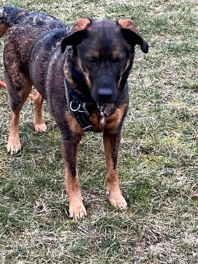 Welche Rasse könnte das sein?-Beitrag-Bild