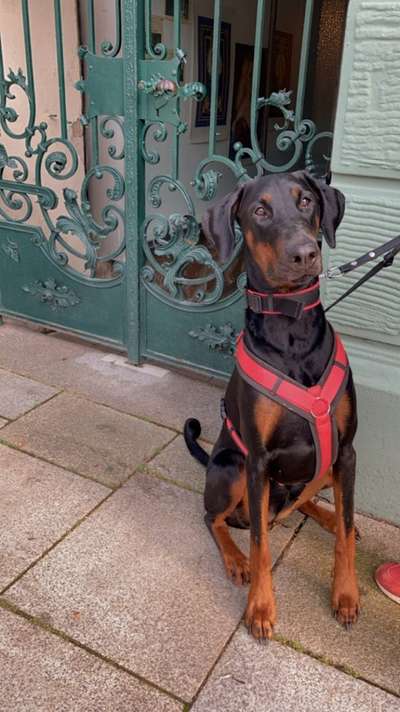 Wo sind die Dobis?-Beitrag-Bild