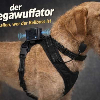 Leinenpöbeln verbessern!?.....(Ironisch gemeint)-Beitrag-Bild