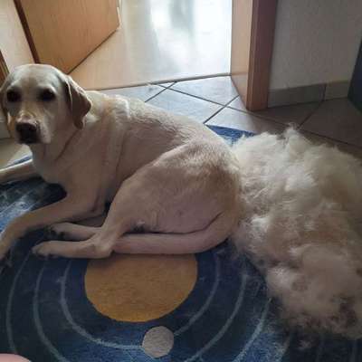 Mit oder ohne Unterfell?-Beitrag-Bild