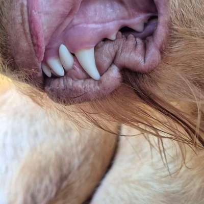 Blasse Schleimhäute??-Beitrag-Bild