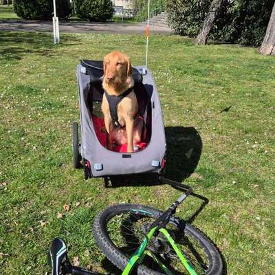 Fahrradanhänger für einen mittelgroßen Hund-Beitrag-Bild