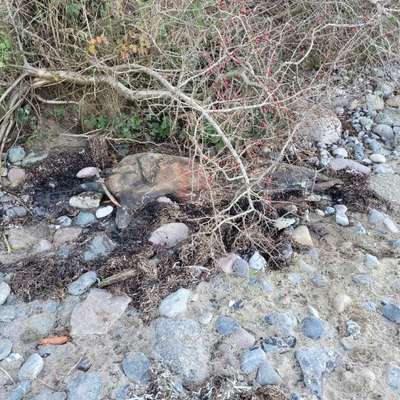 Warum Kadaver im Wald entsorgen?-Beitrag-Bild