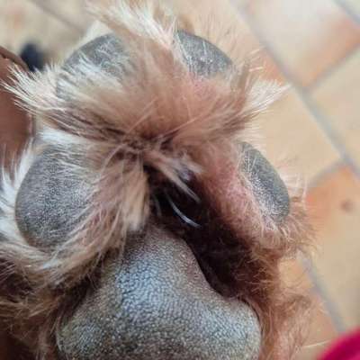 Hundepfotenfrisur-Beitrag-Bild