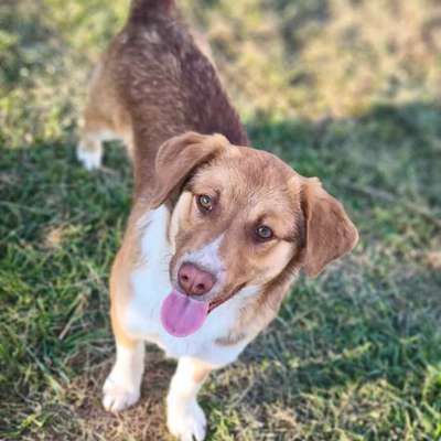 Tierschutzhunde suchen ein Zuhause-Beitrag-Bild