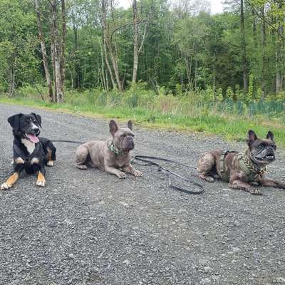 Hundetreffen-Social Walks Nähe Rennerod-Bild