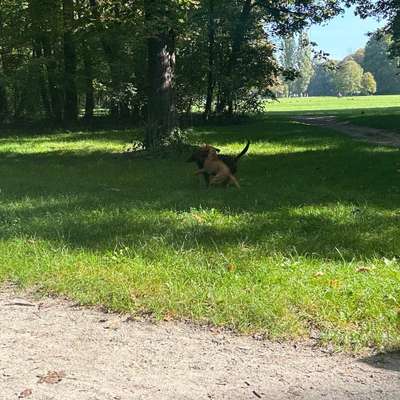 Hundetreffen-Hunde treffen Nessenreben 💗-Bild