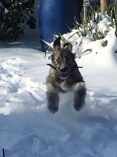 Die Dogorama Wochen Challenge-Beitrag-Bild