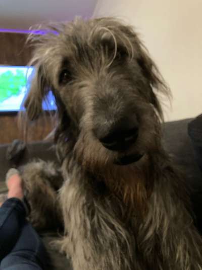 Wie heißt dein Hund?-Beitrag-Bild