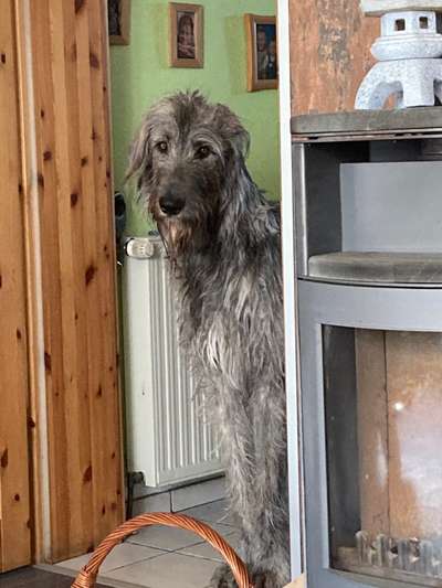 Wie heißt dein Hund?-Beitrag-Bild