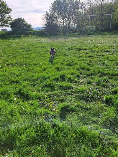 Hundetreffen-🐾spiel und /- oder Gassidate🐕🐶  (gerne auch für Trainingszwecke)-Bild