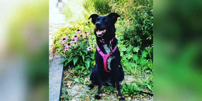 Zeigt mal eure border Collies :)-Beitrag-Bild